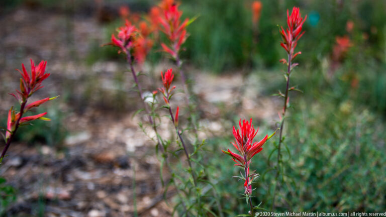 Red brush-shaped flower clusters rise on slender stems above blurred green groundcover.