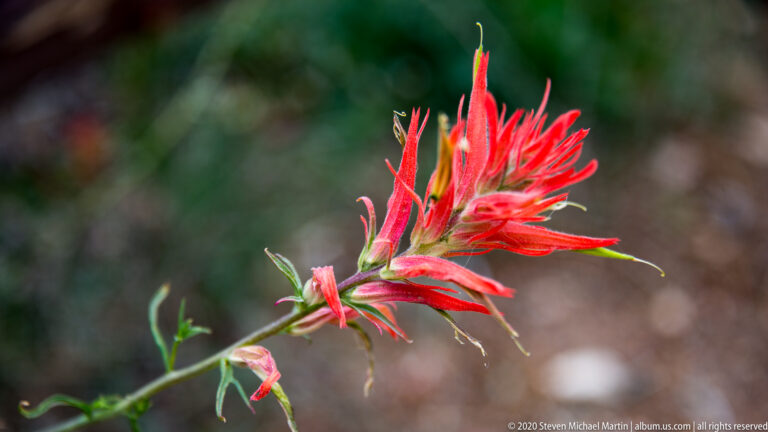 A vivid red paintbrush-like flower opens along a slender stem with narrow leaves.