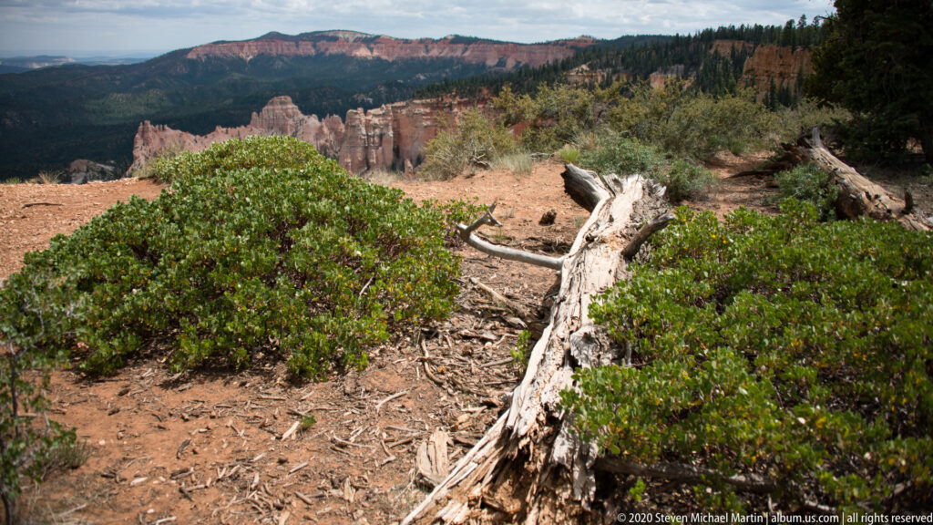A bleached fallen trunk lies among shrubs above a distant hoodoo basin.