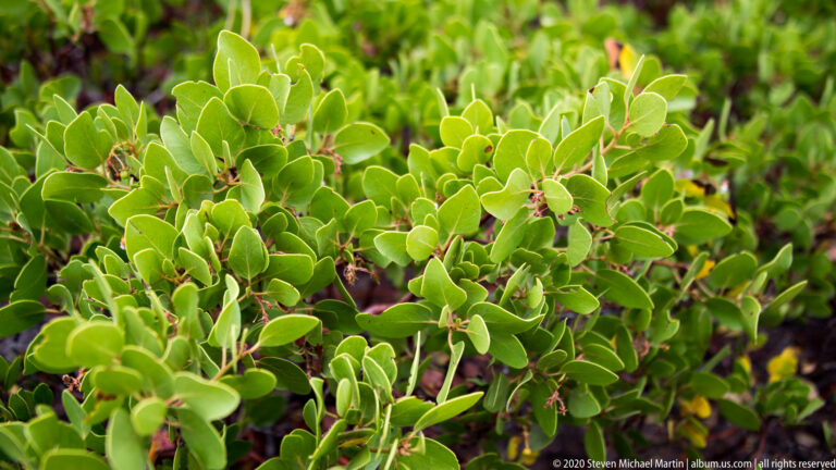 Bright green rounded leaves and tiny reddish flowers fill the frame above a softly blurred forest floor.