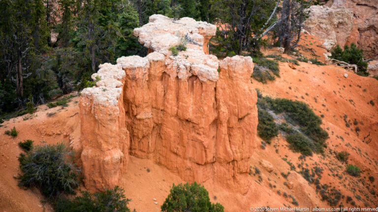 Orange hoodoos with pale caps rise from a sandy slope beside dark evergreen trees.