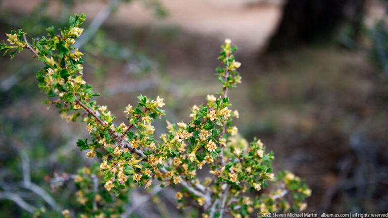 Cream-colored blossoms and green leaves grow on a branching shrub against blurred orange canyon rock.