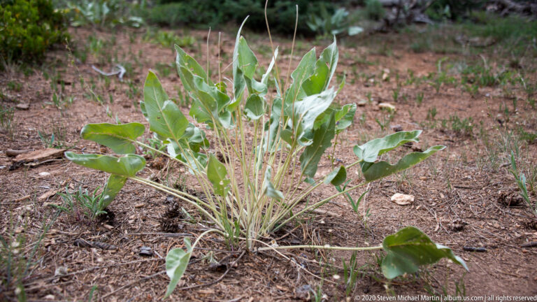 A low plant with broad pale green leaves grows among needles, twigs, and dry soil.