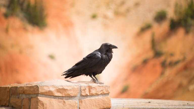 A black raven with a heavy bill and shaggy throat feathers stands on a pale stone wall.