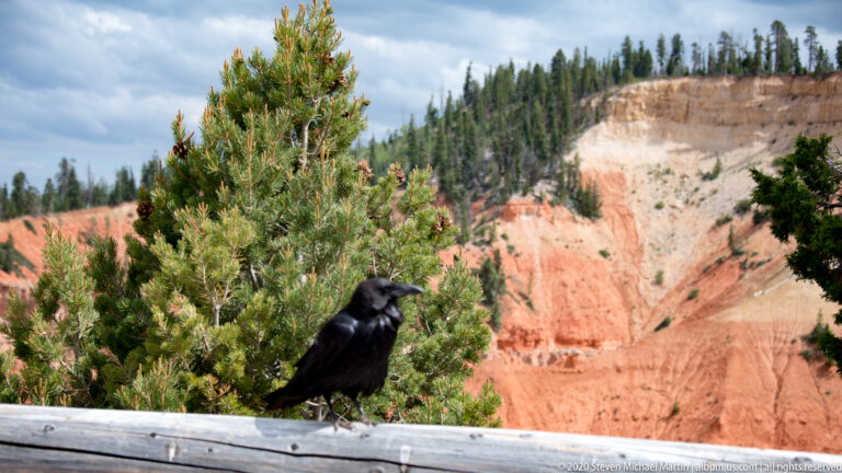A black raven perches on a log railing before a small pine and orange canyon cliffs.