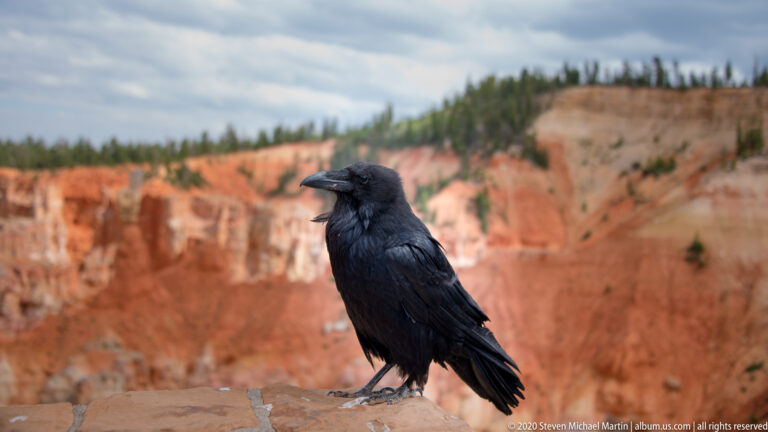 A common raven in profile stands on a stone wall before a softly blurred orange canyon rim.