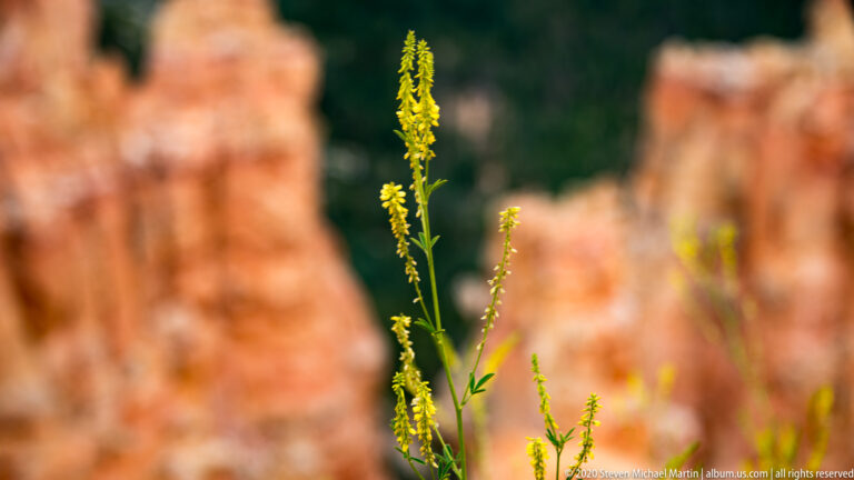 Slender green stems with small yellow flower clusters stand against blurred dark foliage and orange rock.