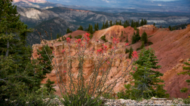 Red flower clusters rise from the rim foreground above orange cliffs and a distant forested valley.