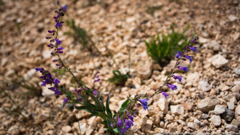 Blue-purple flowers on slender stems grow among pale angular stones and sparse green leaves.