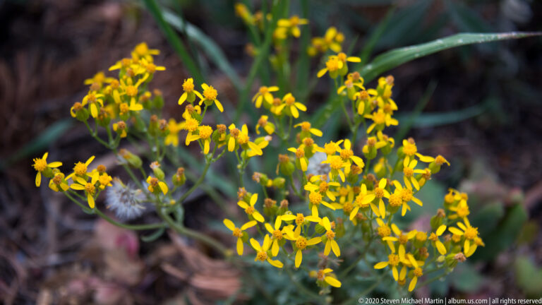 Clusters of small yellow flowers and narrow green leaves fill the foreground against a dark blurred background.