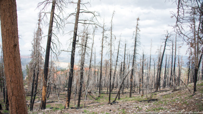 Bare gray trunks and blackened conifers cover a slope, with pale canyon formations visible beyond.