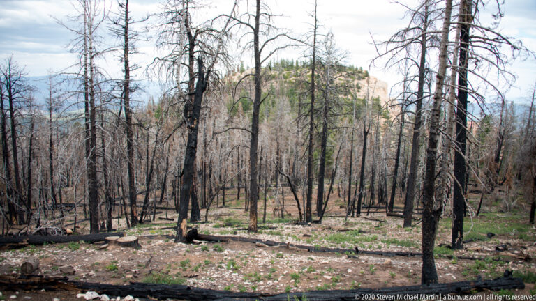 Burned trunks and fallen logs stand among new green plants in an open forest.