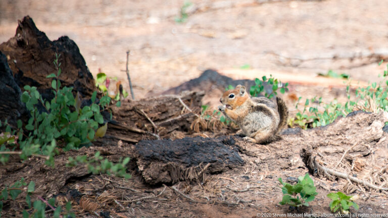 Striped chipmunk sits beside a fallen log among leaves and small green plants.