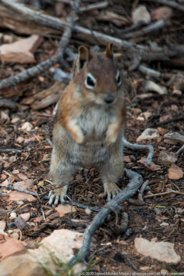 Chipmunk on pine needles and bark, with its face and body slightly blurred by movement.