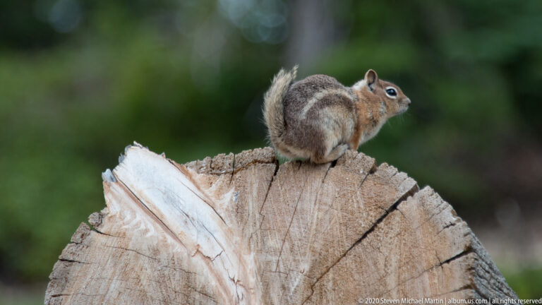 Chipmunk perches in profile on a broad cut stump against a blurred green background.