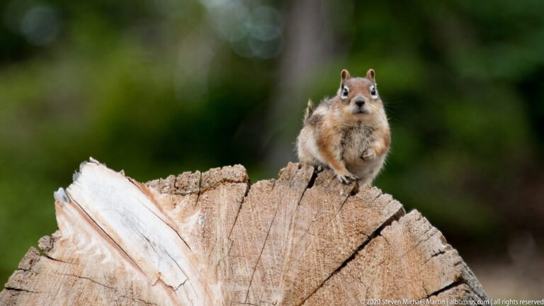 Front-facing chipmunk sits upright on a cut stump against softly blurred green foliage.