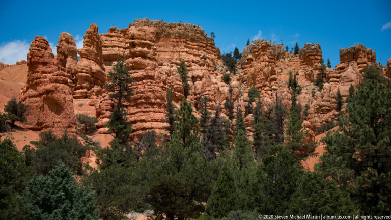 Orange hoodoos crowd a steep slope above a dark stand of pines.