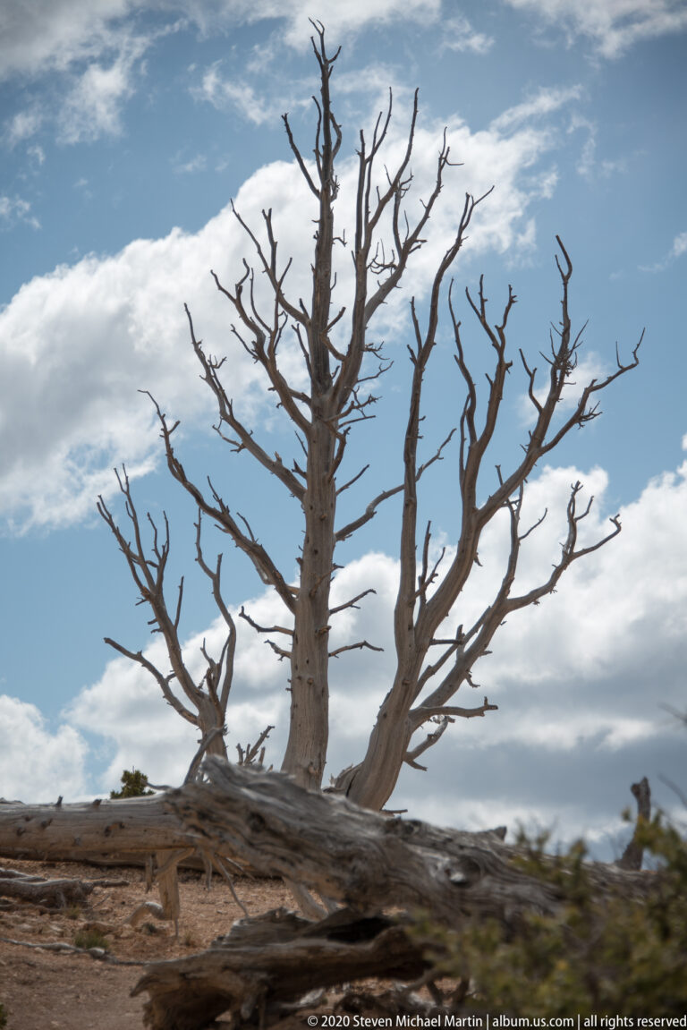 Bare tree with spreading branches rises above fallen wood and shrubs at the rim.