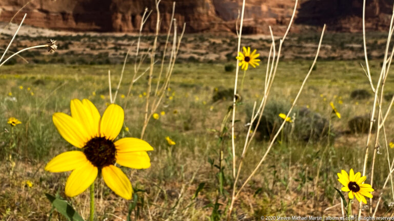 Yellow wildflowers rise above grasses with a blurred red-rock plateau behind them.