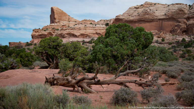 A spreading juniper and twisted fallen trunk stand before a layered sandstone cliff.