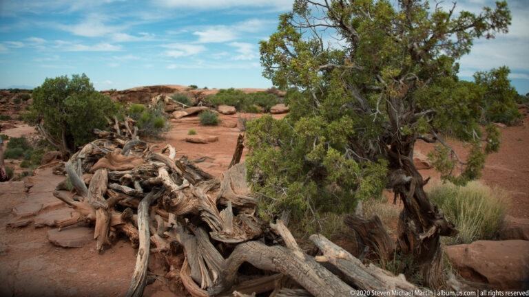 A bleached twisted trunk lies across red sandstone among green junipers and low scrub.