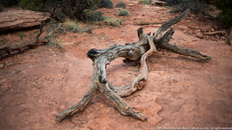 A weathered gray trunk with exposed roots lies across red sandstone among small shrubs and stones.
