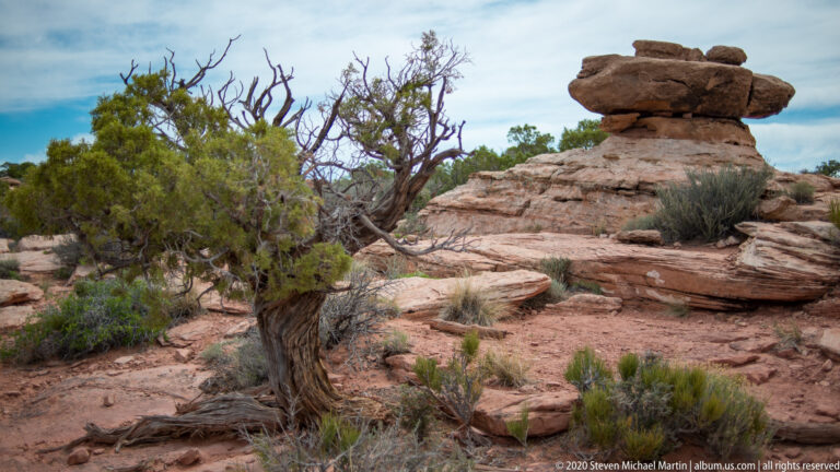 A juniper tree grows beside a small stack of flat stones on a sandstone ledge above red soil.