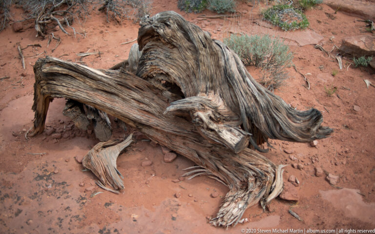 A bleached fallen tree with twisted, split limbs lies across red soil and scattered twigs.