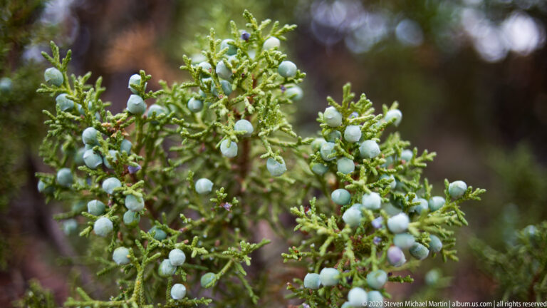 Blue-gray berries cluster among fine green juniper foliage against a dark blurred background.