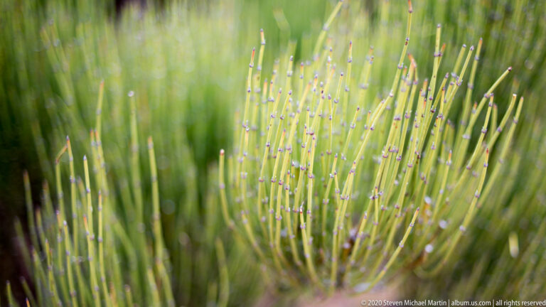 Thin green stems with tiny purple-tipped flowers rise together against a softly blurred background.