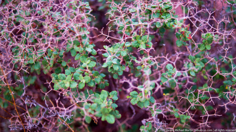 Rounded green leaves grow along fine tangled branches against a softly focused reddish background.
