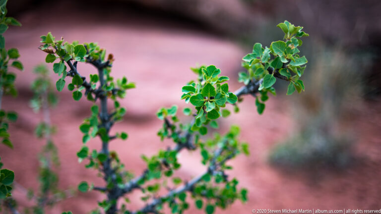 A thin branch with rounded green leaves and dark berries stands against blurred pink sandstone.