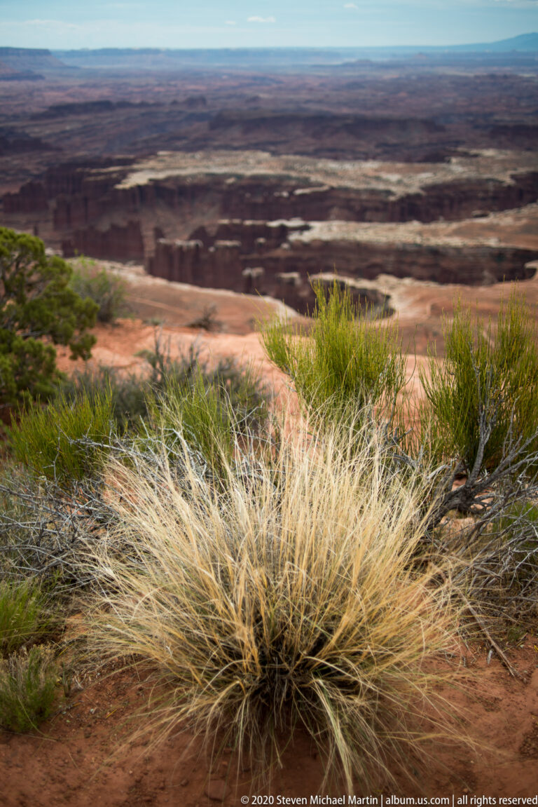 A pale bunchgrass spreads across red soil with distant canyon mesas visible behind it.