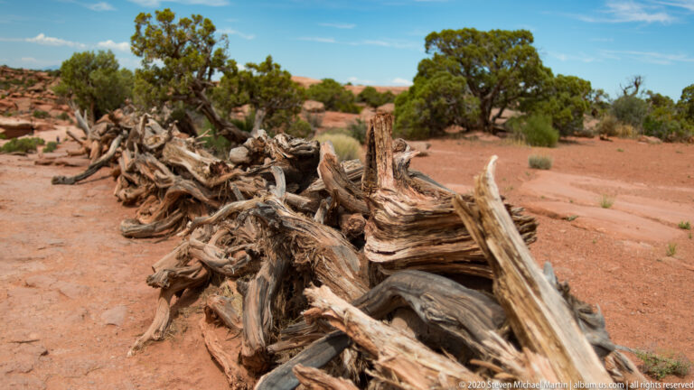 Twisted pale juniper trunks lie on red ground beneath a living tree and scattered shrubs.