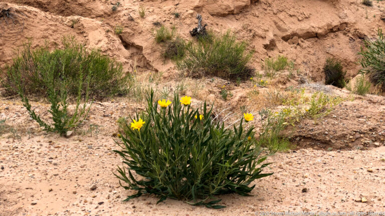Small yellow flowers grow among dry grasses and pale sandy soil beneath a weathered rocky slope.