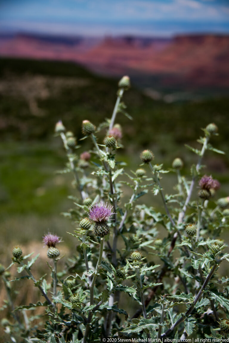 A purple thistle fills the foreground while red mesas and desert vegetation blur across the valley behind it.