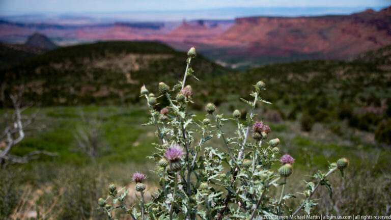 A purple thistle bloom and spiny bracts stand sharply against a blurred red and green valley.
