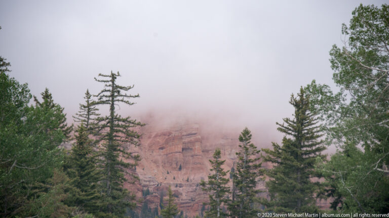 Dense fog hides the canyon behind conifers, with a tall irregular evergreen near the center.