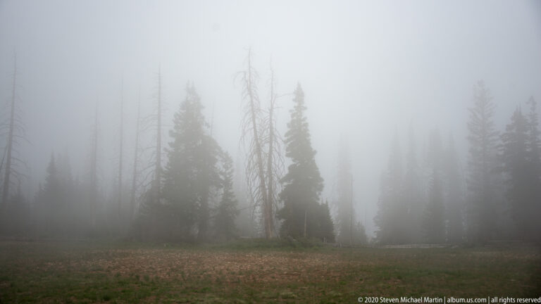 Dark conifers recede into dense fog above a dim forest floor beneath pale sky.