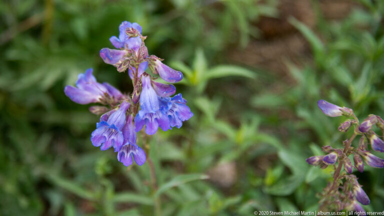 Violet-blue tubular flowers rise on branching stems against softly blurred green foliage.
