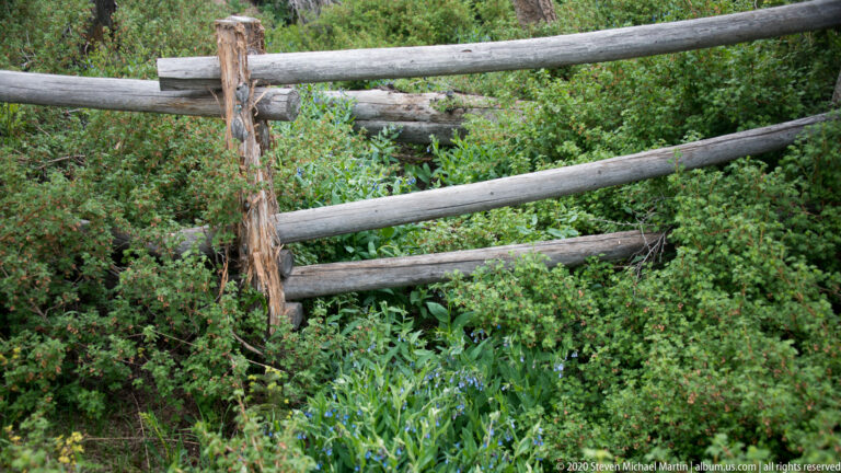 Rough-hewn fence rails cross dense green vegetation, with violet flowers near the bottom.
