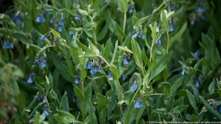 Small blue bell-shaped flowers appear among narrow green leaves and upright stems.