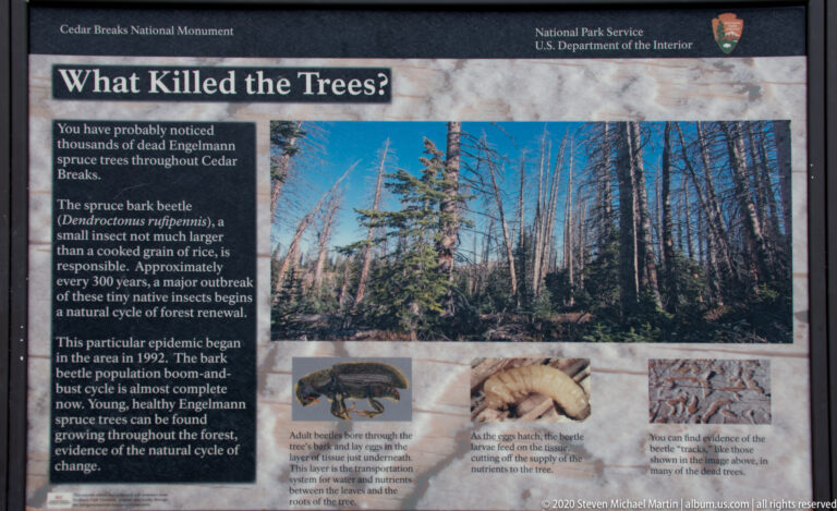 A National Park Service panel explains spruce bark beetles beside photographs of affected trees.