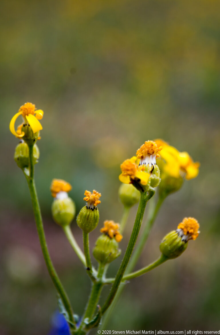 Yellow flower heads and buds branch upward, with a small pale insect on one bloom.