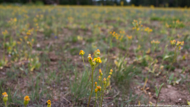 A slender stem with several yellow blossoms rises above dry meadow grass.