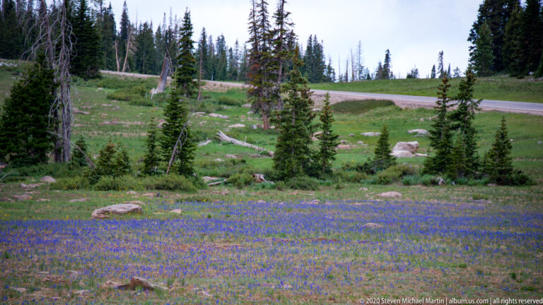 Blue-purple flowers cover a meadow below a paved road and a line of conifers.