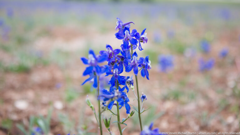 Vivid blue flowers cluster on upright stems against a softly blurred meadow floor.