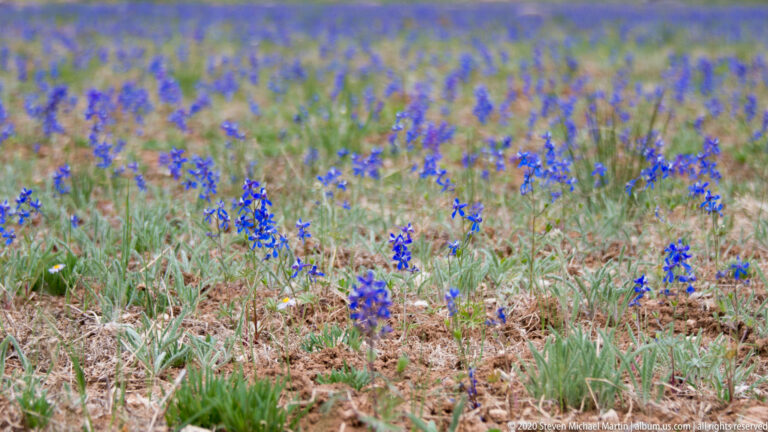 Short blue flower spikes are scattered through dry grass and bare soil.