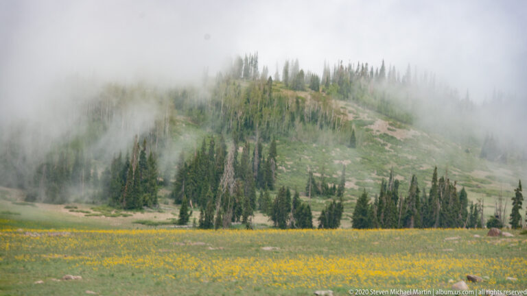 Yellow flowers fill a meadow below a conifer slope partly hidden by drifting fog.