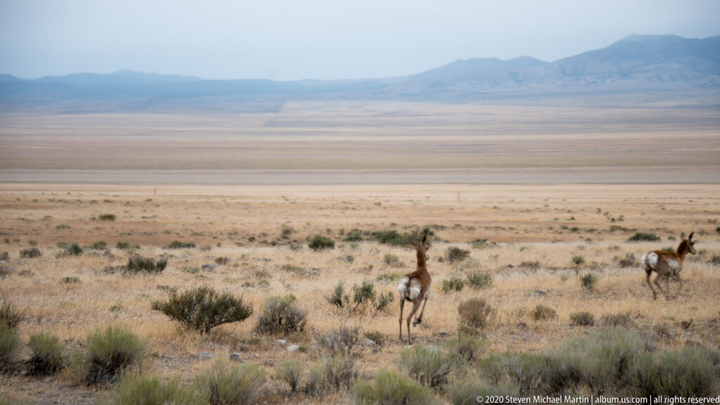 Two pronghorn move through sparse grassland, with a broad plain and distant mountains behind them.